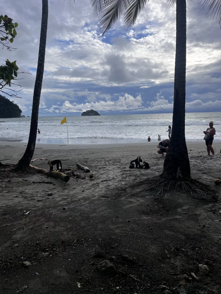 Costa Rica Mietwagenrundreise Affen am Manuel Antonio Strand