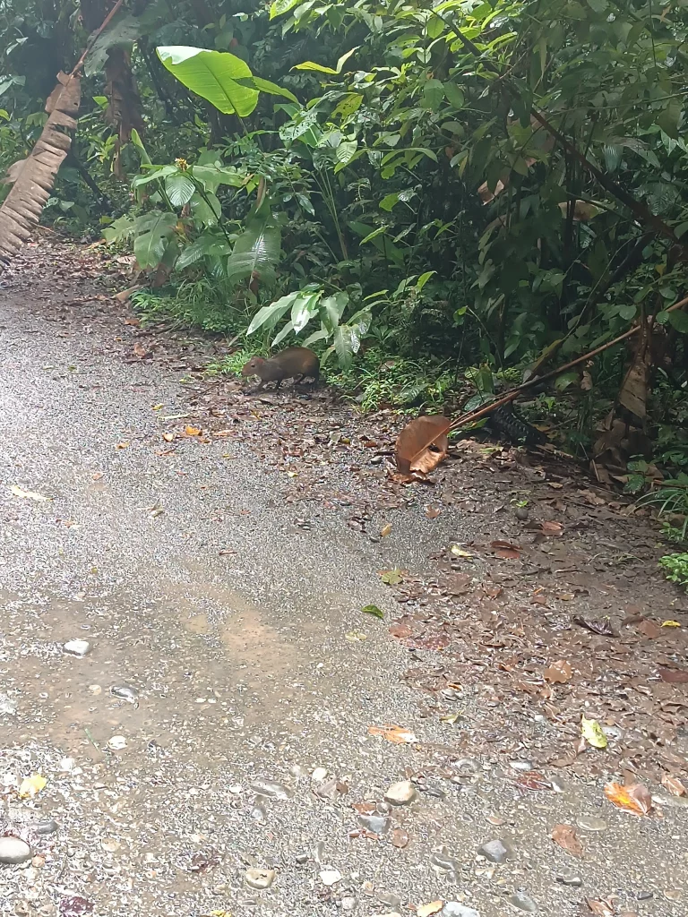 Costa Rica Mietwagenrundreise Agouti