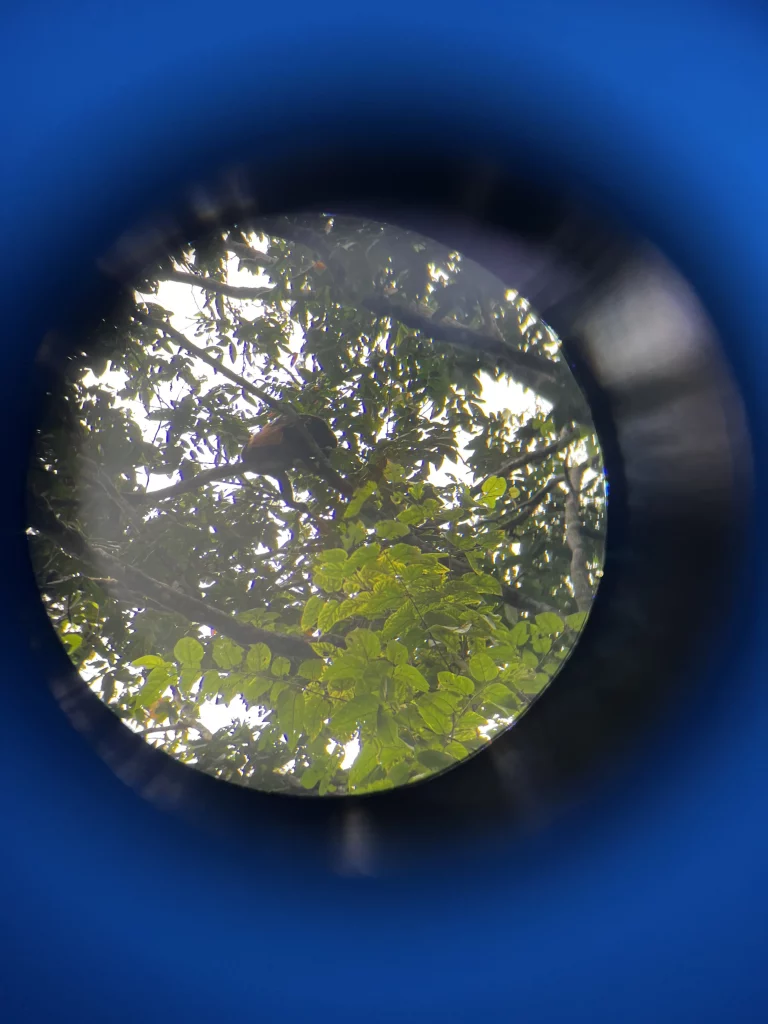 Costa Rica Mietwagenrundreise Faultier durch das Fernglas