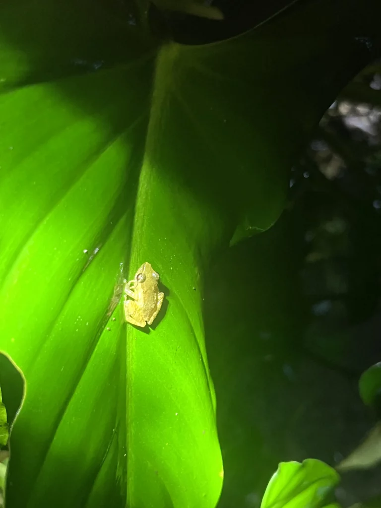 Costa Rica Mietwagenrundreise Frosch