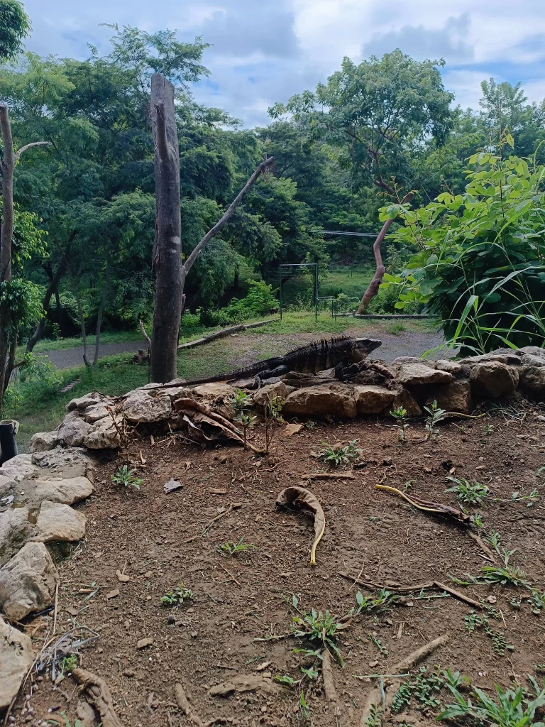Costa Rica Mietwagenrundreise Leguan in der Unterkunft