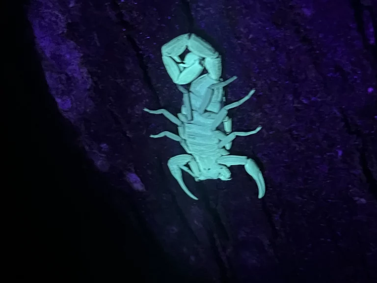 Costa Rica Mietwagenrundreise Skorpion mit Schwarzlicht