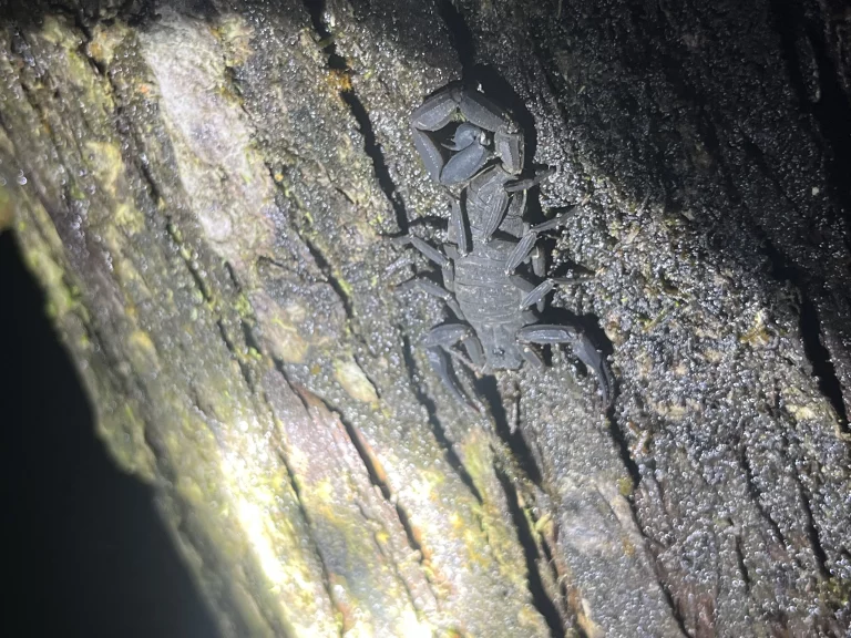 Costa Rica Mietwagenrundreise Skorpion ohne Schwarzlicht
