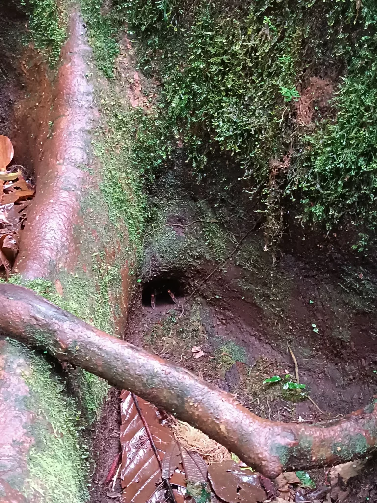 Costa Rica Mietwagenrundreise Vogelspinne