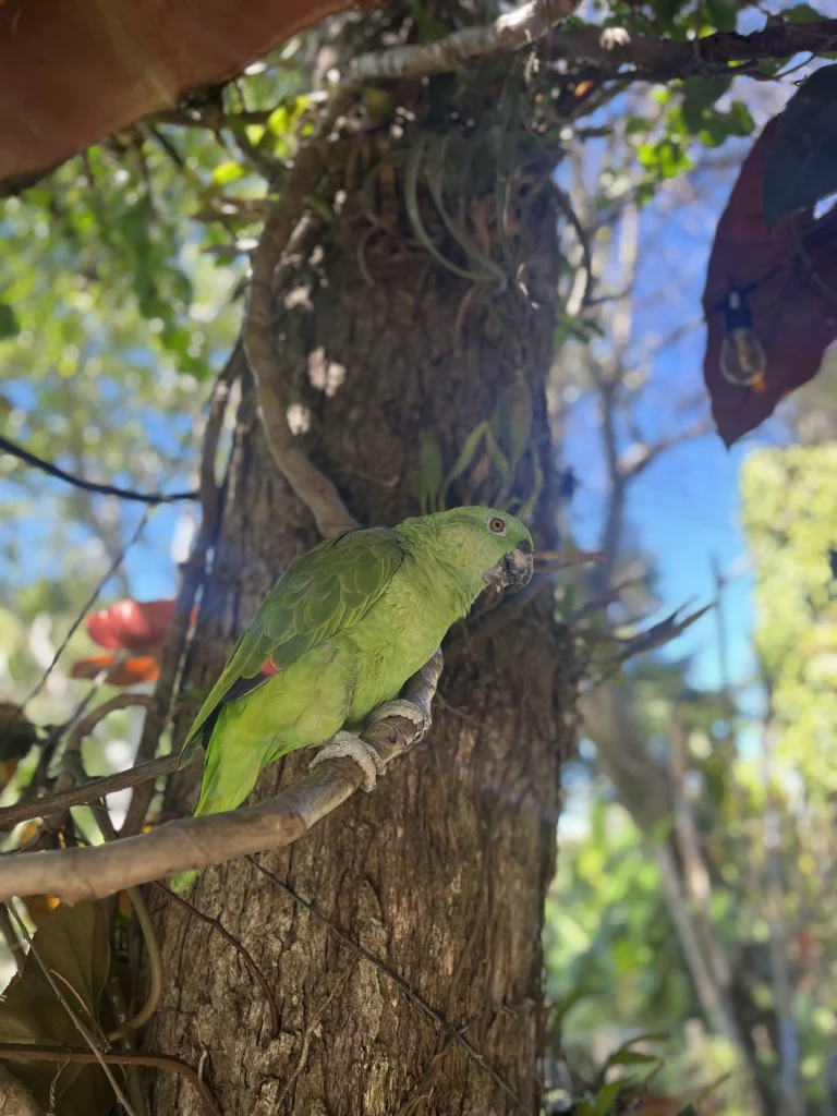 Guatemala Individualreise in 7 Tagen - Papagei in der Unterkunft in Panajachel