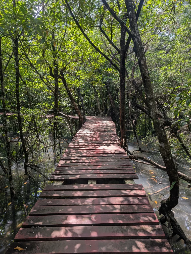 Koh Chang Mangroven Wald Holzlatte