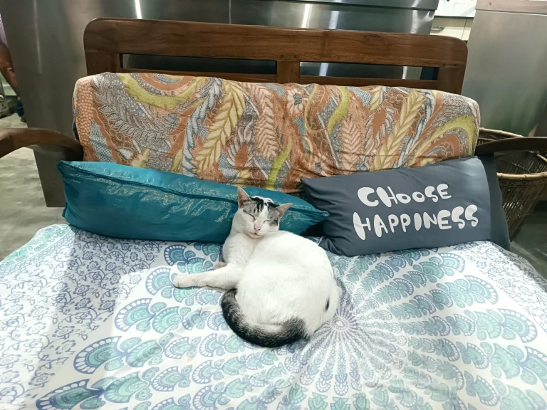 Urlaub trotz Haustier Katze