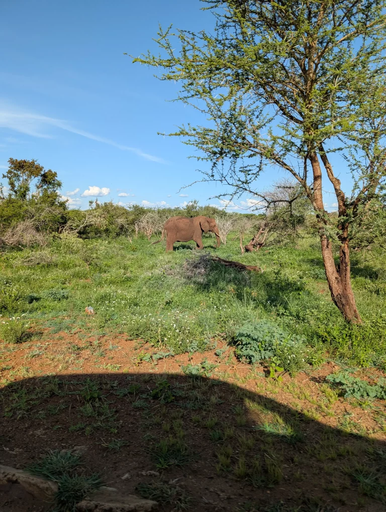 Kruger Nationalpark Elefant