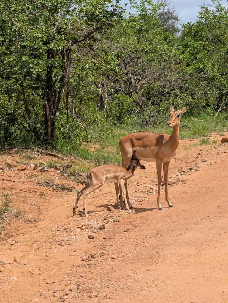 Kruger Nationalpark Impala mit Baby