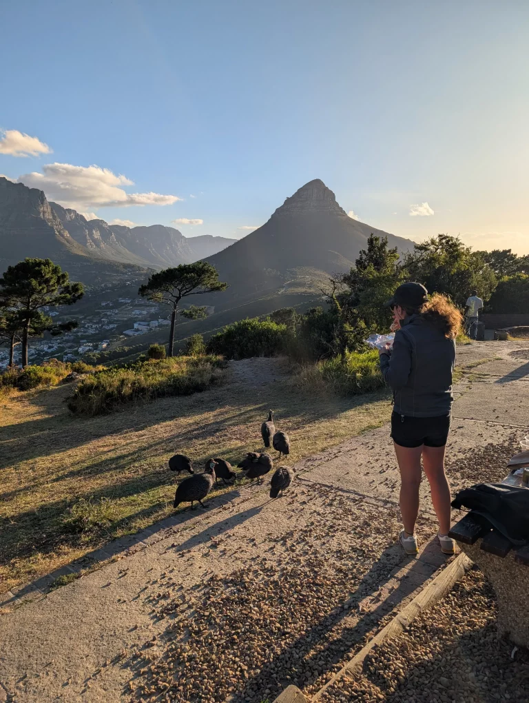 Signal Hill Perlhühner