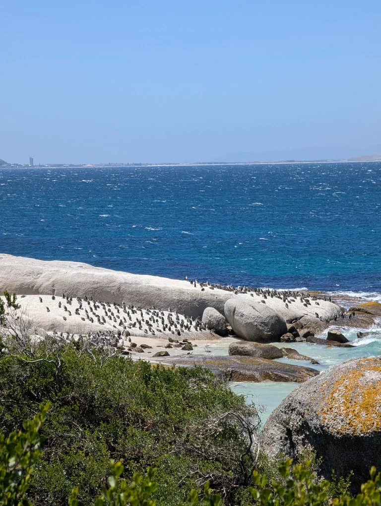 Pinguine Simons Town