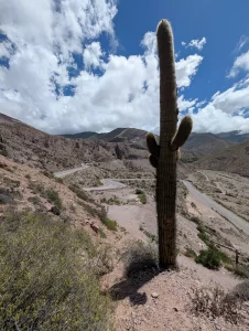 Jujuy Kaktus