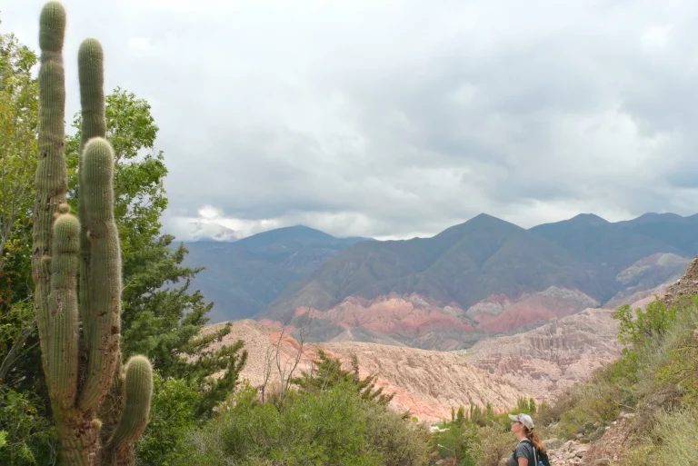 Riesen Kaktus in Tilcara Provinz Jujuy Argentinien