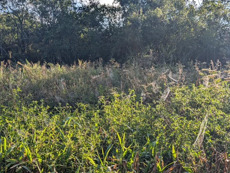 Sendero Verde Trail Spinnen