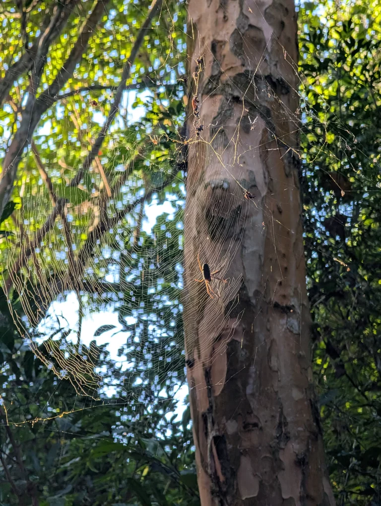Sendero Verde Trail Spinne