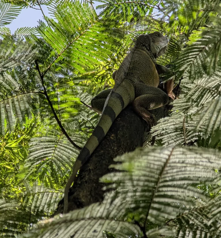 Leguan im botanischen Garten in Medellin, Kolumbien