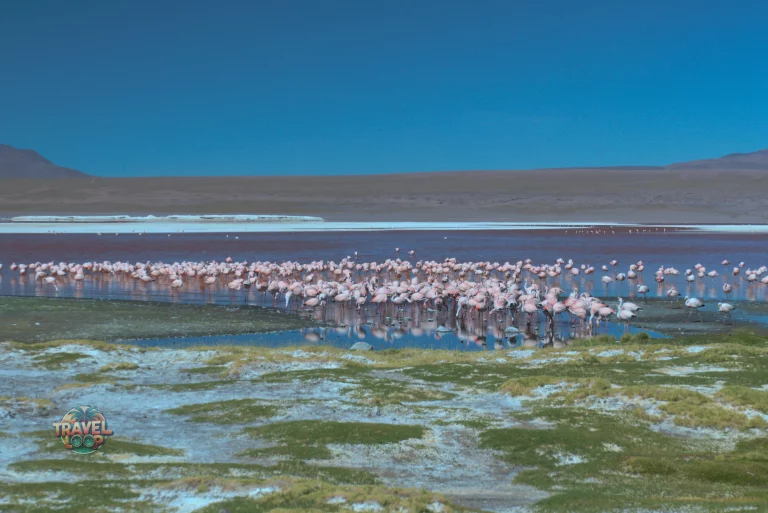 salar de uyuni laguna colorado flamingos