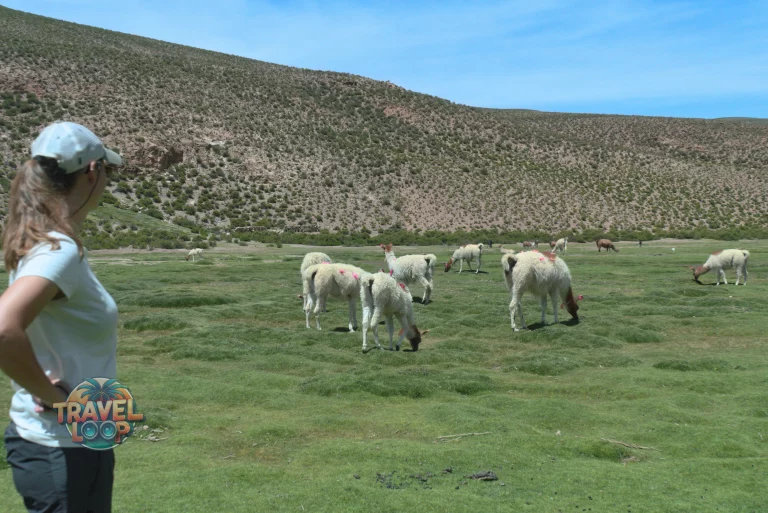 3-Tage-Tour Salar de Uyuni Sora Wetlands Lama