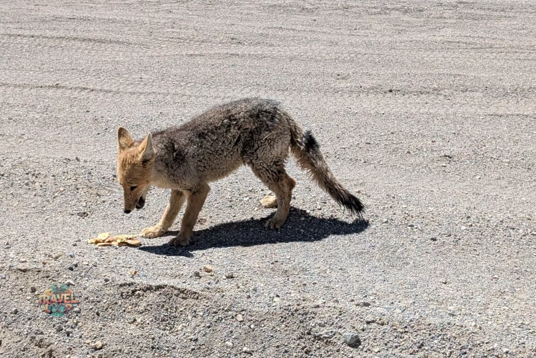 salar de uyuni wüstenfuchs